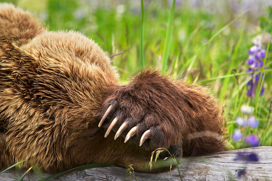 Kodiak Brown Bear Sleeping On A Log With It's Claws Showing At Lake Clarke National Park; Alaska United States Of America