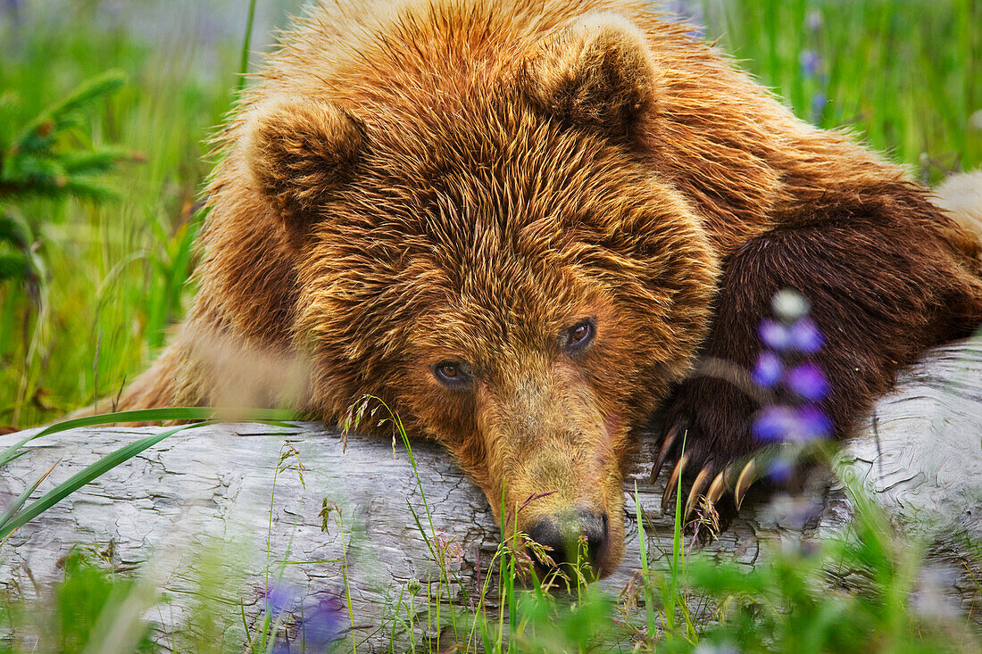 Braunbär starrt den Betrachter direkt an, während er sich auf einem Baumstamm ausruht Am Lake Clarke National Park; Alaska Vereinigte Staaten Von Amerika