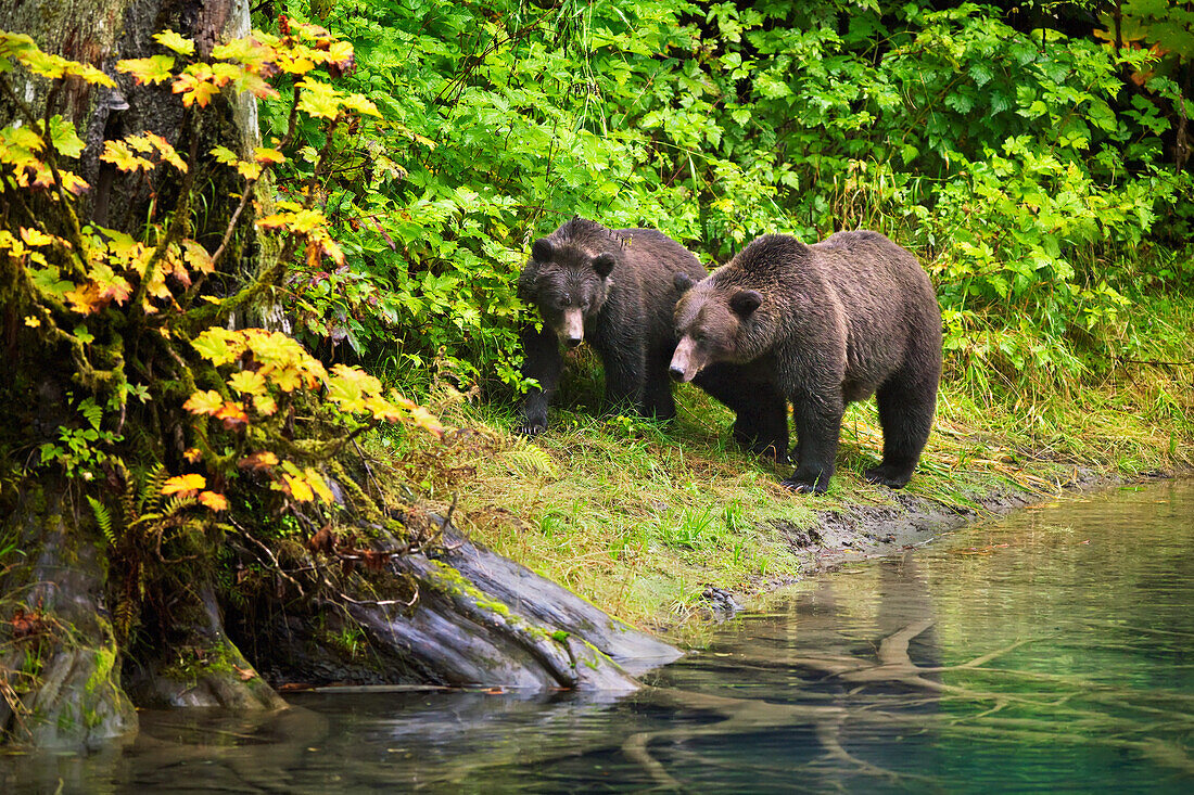 Braunbärensau und Junges gehen in der Nähe von Wasser (Fish Creek); Hyder Alaska Vereinigte Staaten Von Amerika