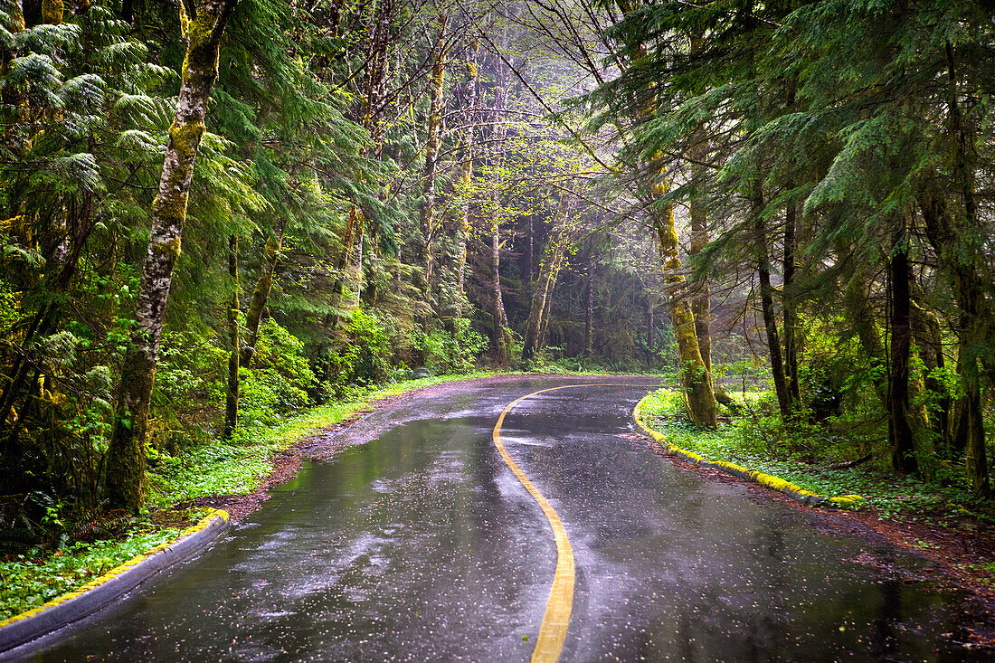 Regentag auf einer abgelegenen, grünen Straße in der Nähe von Tofino auf Vancouver Island; British Columbia Kanada