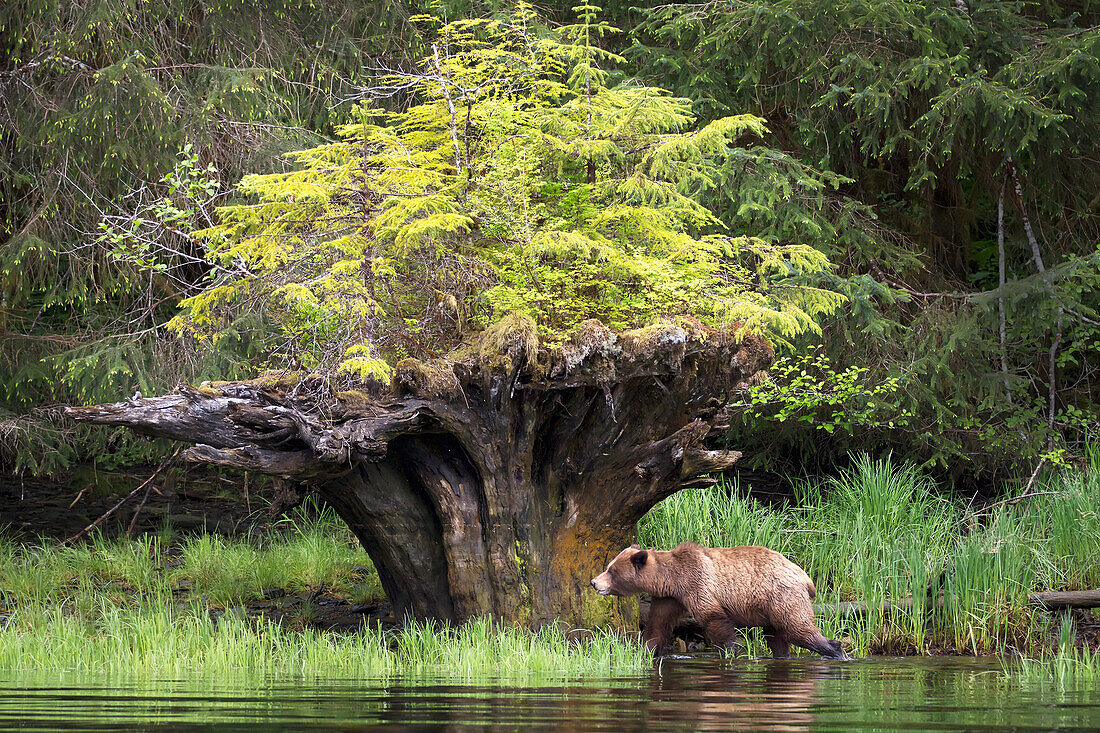 Brauner Grizzlybär in der Nähe eines entwurzelten Baumes mit neuem Wachstum im Khutzeymateen Grizzly Bear Sanctuary; British Columbia Kanada