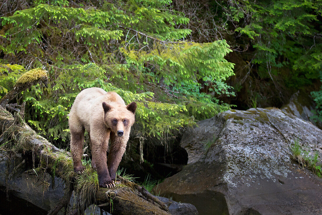 Grizzly Bear (Ursus Arctos Horribilis) Walking Down A Fallen Tree At The Khutzeymateen Grizzly Bear Sanctuary Near Prince Rupert; British Columbia Canada