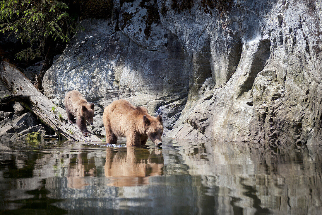 Grizzlybär (Ursus Arctos Horribilis) Junges und Sau im Khutzeymateen Grizzly Bear Sanctuary in der Nähe von Prince Rupert; British Columbia Kanada