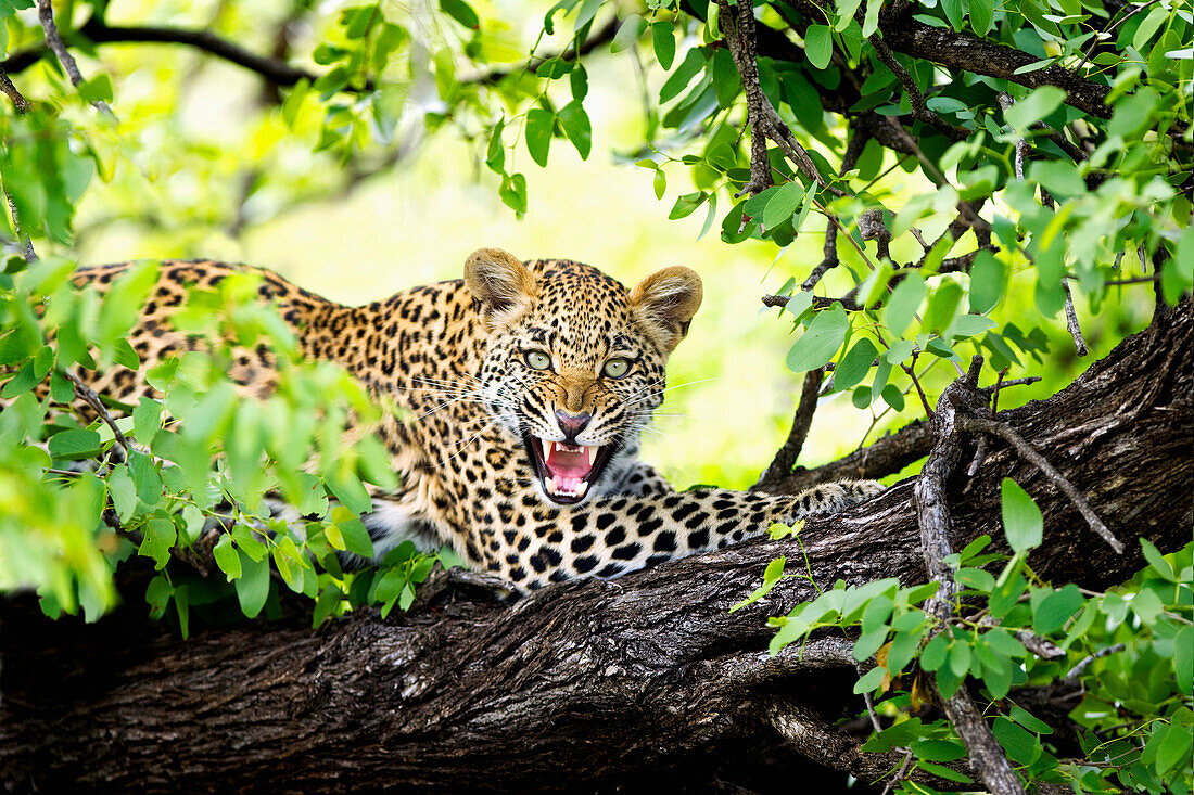 Leopard (Panthera Pardus) Knurrend in einem Baum; Timbavati Limpopo Südafrika