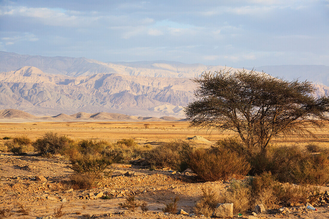Landschaft mit einem Baum und Bergen in der Ferne; Jordan Rift Valley Israel