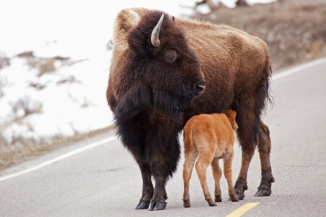 Buffalo Walking On The Road In Yellowstone National Park; Wyoming United States Of America