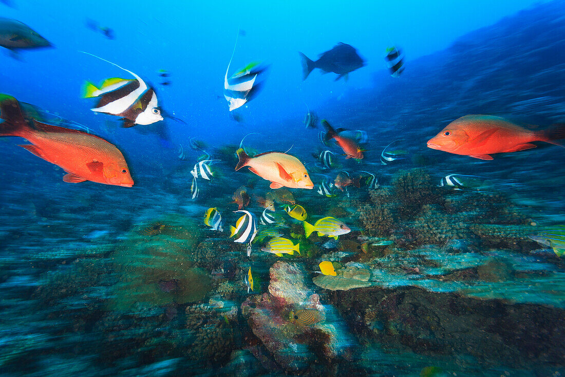 Bannerfish (Heniochus Acuminatus) And Red Snapper (Myripristis Amaena); Moorea Island French Polynesia South Pacific