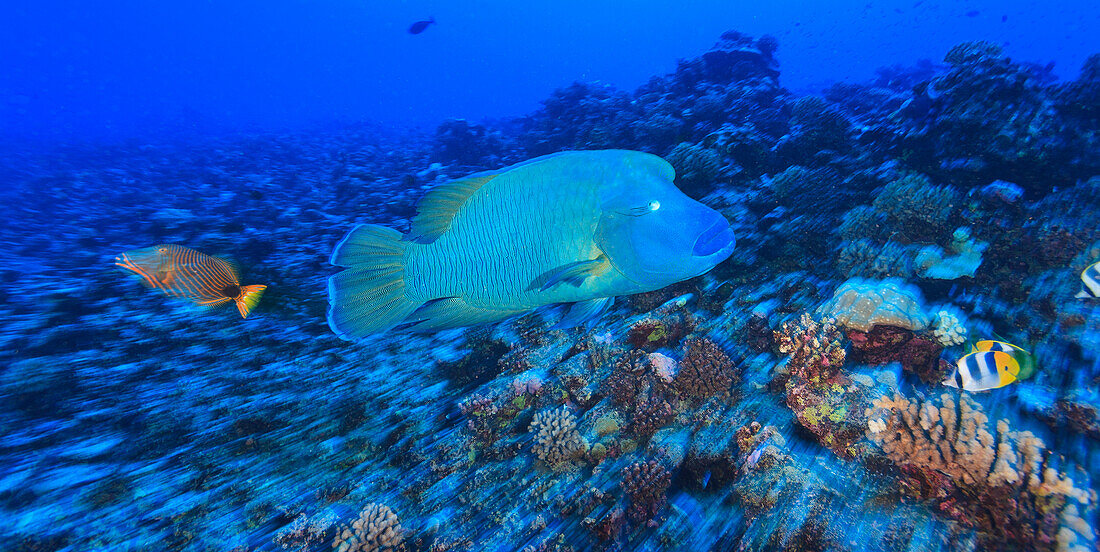 Napoleonfisch (Chelinus Undulatus); Bora Bora Insel Gesellschaftsinseln Französisch Polynesien Südpazifik