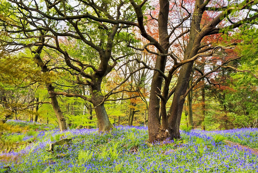 Glockenblumen Buchen und Eichen in Middleton Woods; Ilkley Yorkshire England