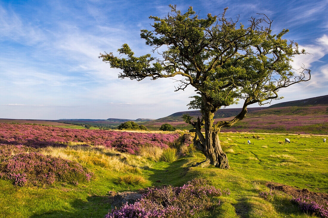 Weißdorn und Heidekraut in den North Yorkshire Moors mit weidenden Schafen; North Yorkshire England