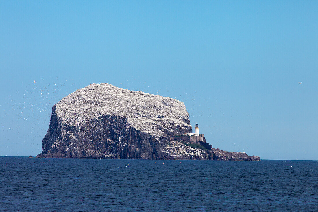 Große Felsformation (Bass Rock) im Meer mit einem Leuchtturm; Lothian Schottland