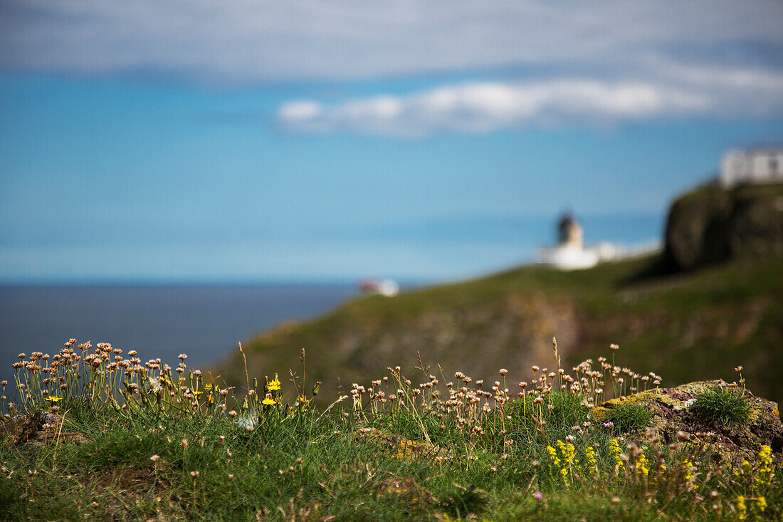 Wildflowers In The Grass With A View Of The Signal Station In The Distance At St. Abb's Head; Scottish Borders Scotland