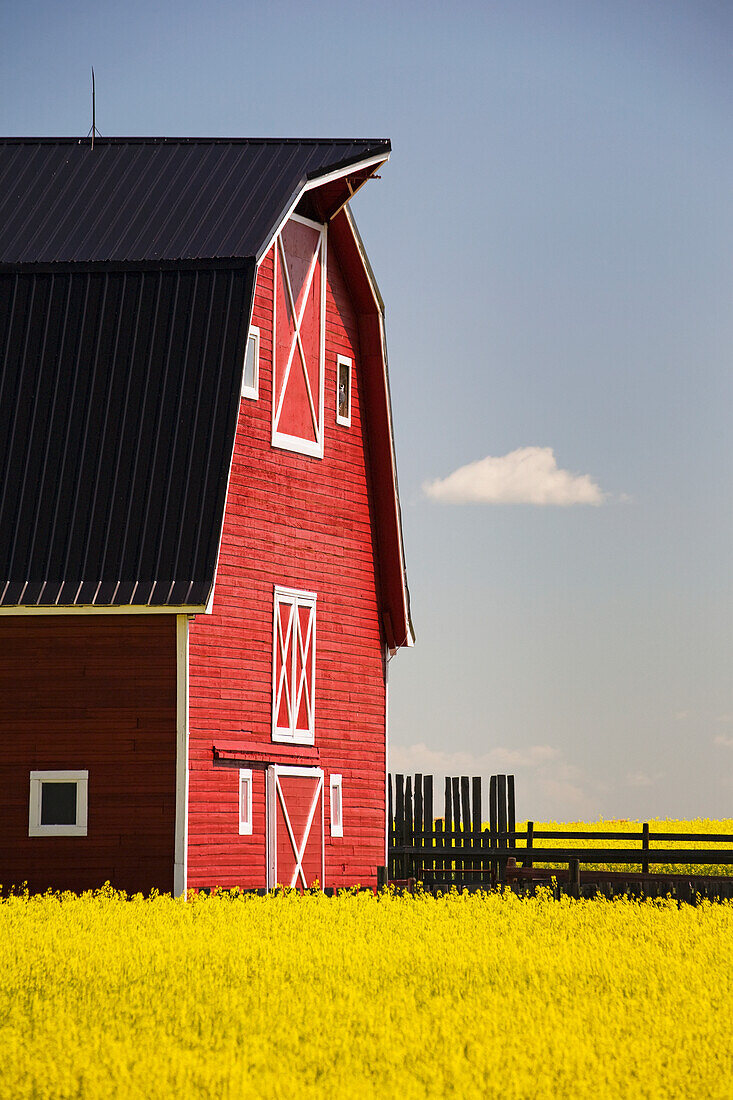 Front Of A Red Barn In A Flowering Canola Field With Blue Sky And Cloud South Of High River; Alberta Canada