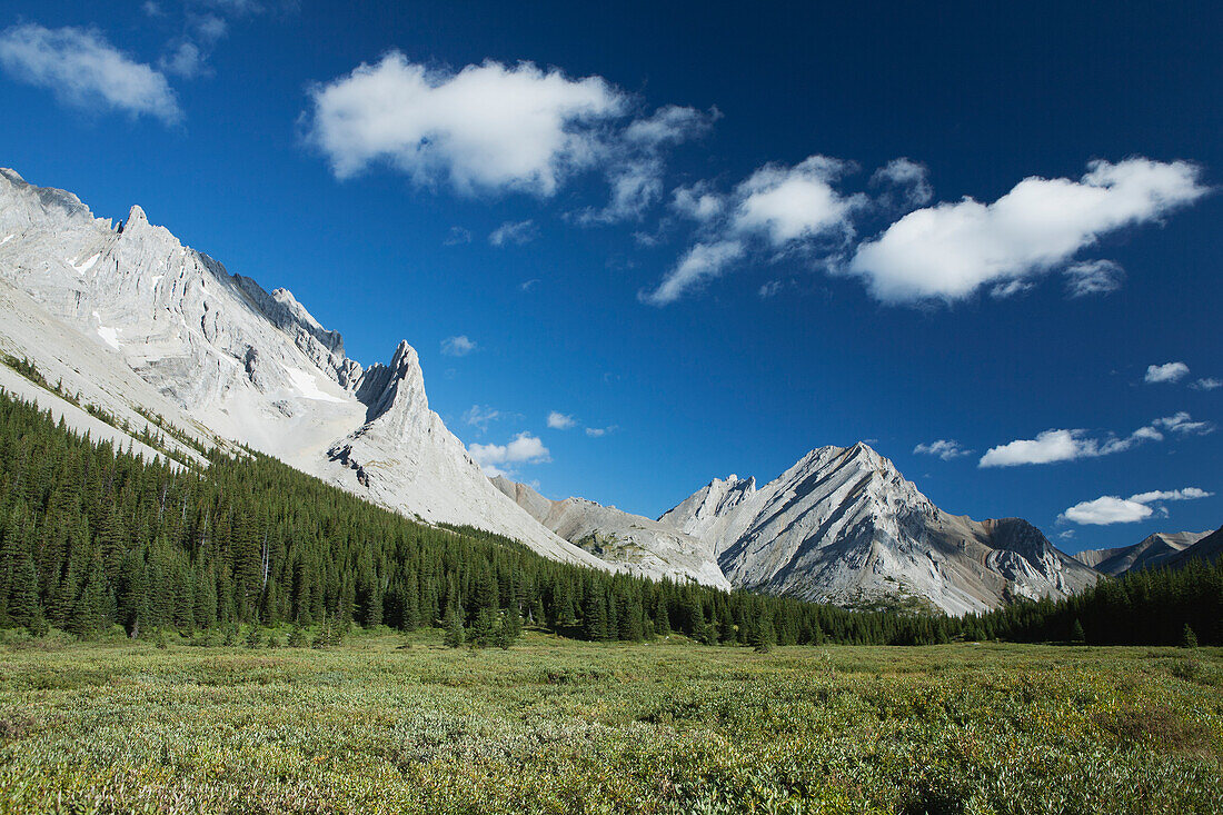 Bergwiese umrahmt von Bergen und Bäumen mit blauem Himmel und Wolken Kananaskis Provincial Park; Alberta Kanada