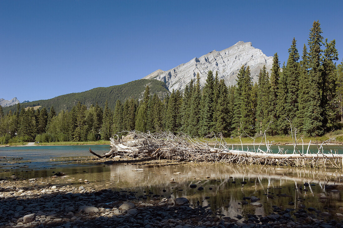 Ein umgestürzter Baum liegt in einem stillen Bergsee; Alberta Kanada