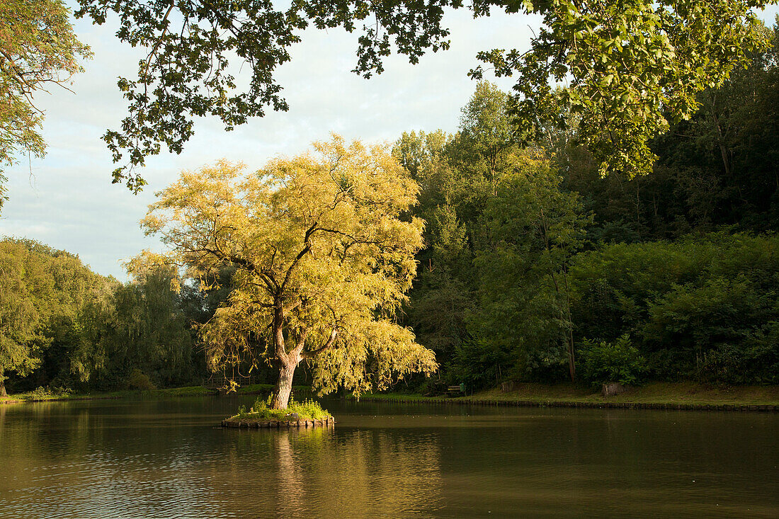 Wachsender Baum in einem See; Venlo Holland