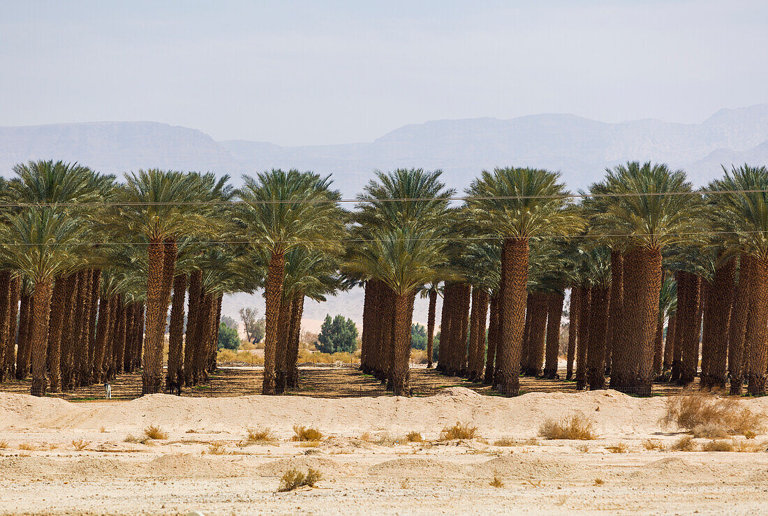 Palmenfarm im Jordantal; Israel