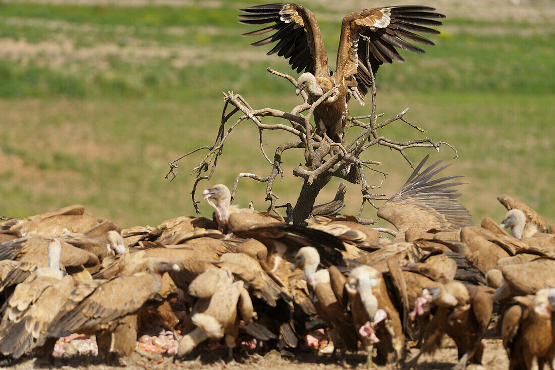 Gänsegeier (Gyps Fulvus) (Buitre Leonado) beim Füttern; Canete Le Real Malaga Spanien