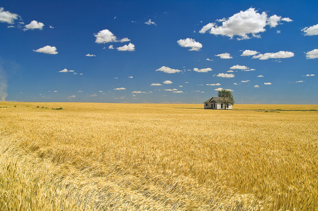 An Abandoned House In A Wheat Field; Washington United States Of America