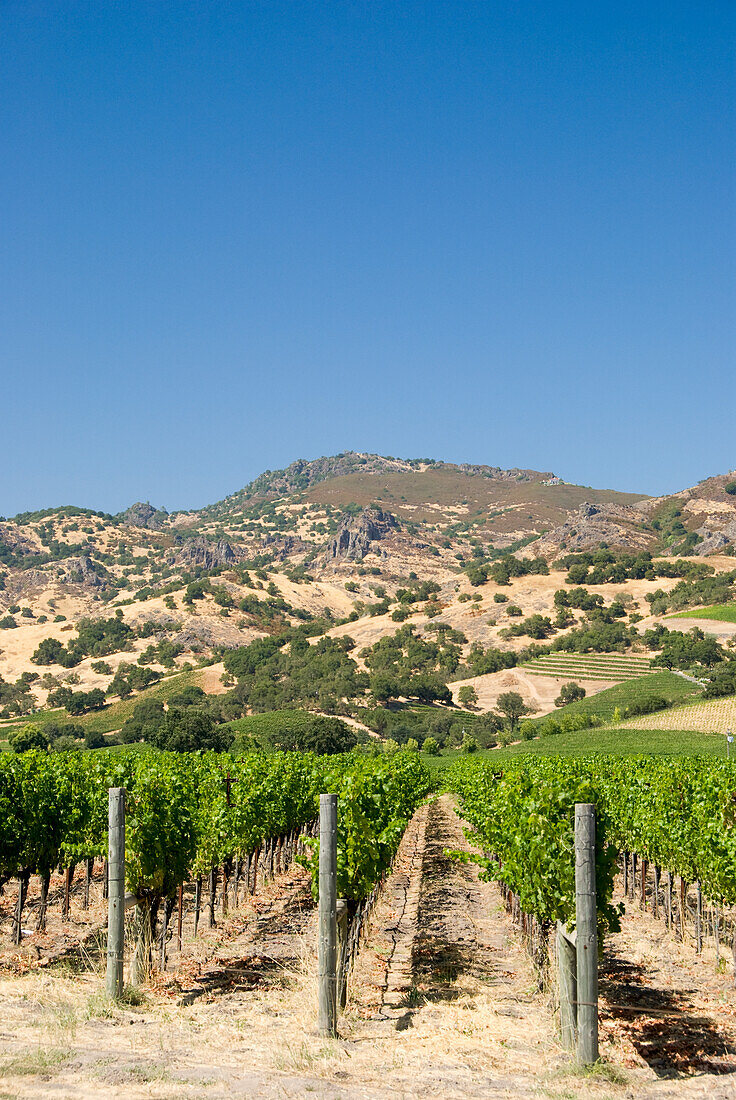 Vineyard Of The Napa Valley; California United States Of America