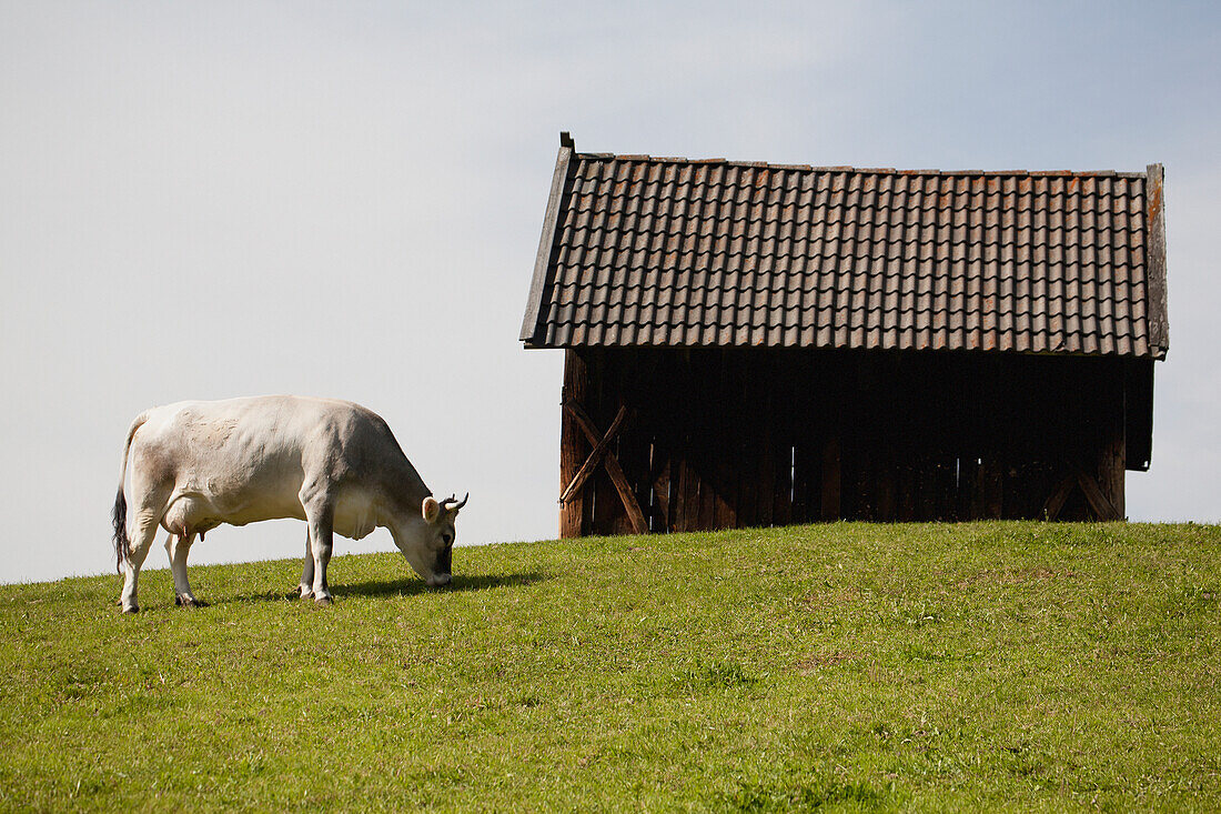 Italien, Südtirol, Bozen, Kuh grasend auf Wiese bei Holzscheune