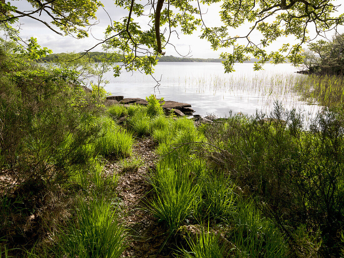 Irland, Grafschaft Kerry, Üppiges Laub am Seeufer im Killarney National Park; Killarney