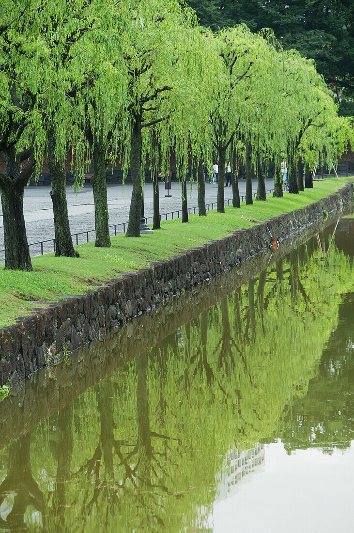 Row of trees at water's edge reflected in tranquil water; Tokyo, Japan
