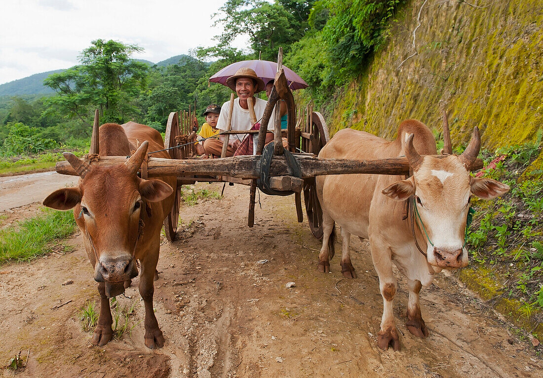 Burma, Shan State, Family on ox driven cart; Lashio