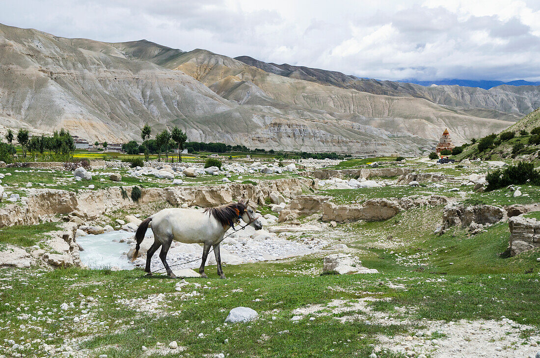 Nepal, Nepalesisches weißes Pferd beim Grasen mit Chorten im Hintergrund; Nyphu
