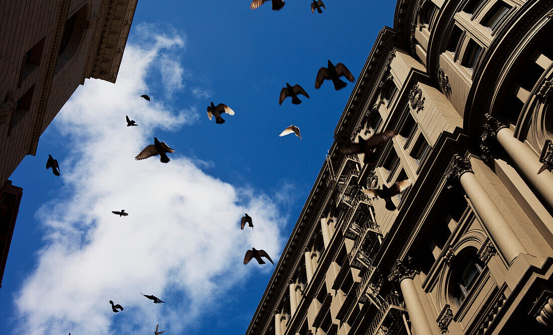Aufgeschreckte Tauben heben plötzlich aus allen Richtungen der Stadt ab; San Francisco, Kalifornien, Vereinigte Staaten von Amerika