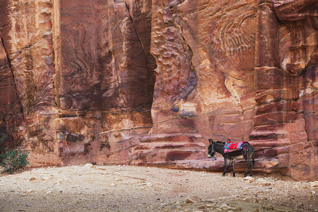 Jordan, Donkey on Street of Facades; Petra