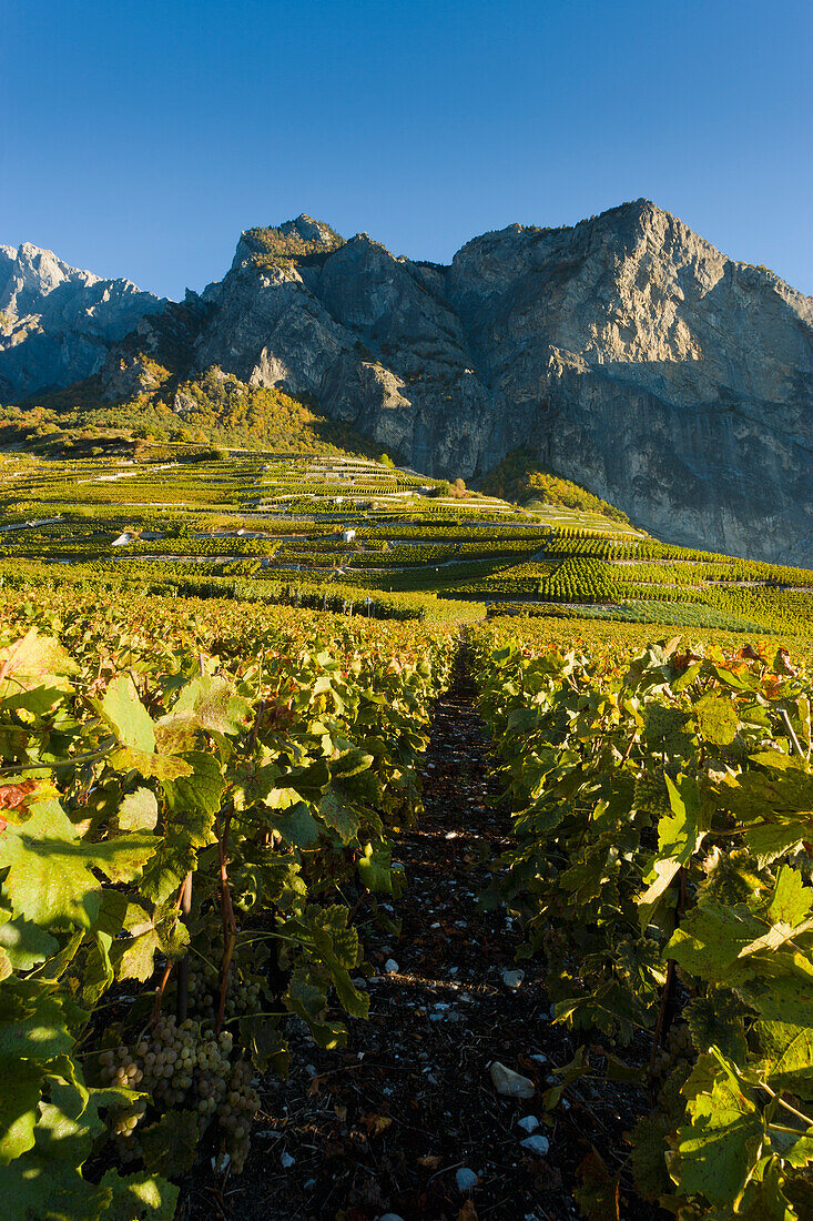 Schweiz, Schweiz, Chamoson; Wallis, Weinberge