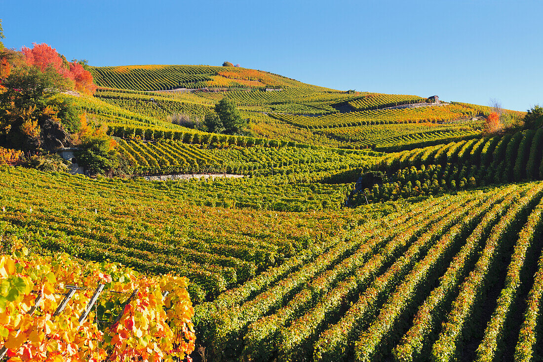 Switzerland, Valais, Vineyards; Vetroz