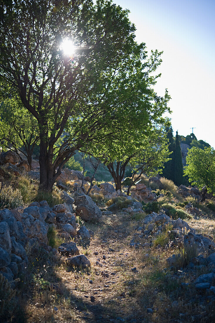 Wanderweg am frühen Morgen; Delphi, Griechenland