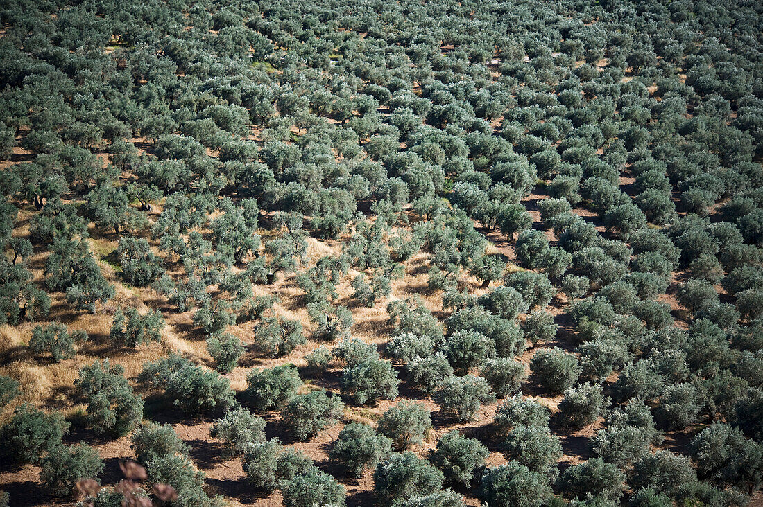 Olive Groves; Delphi, Greece