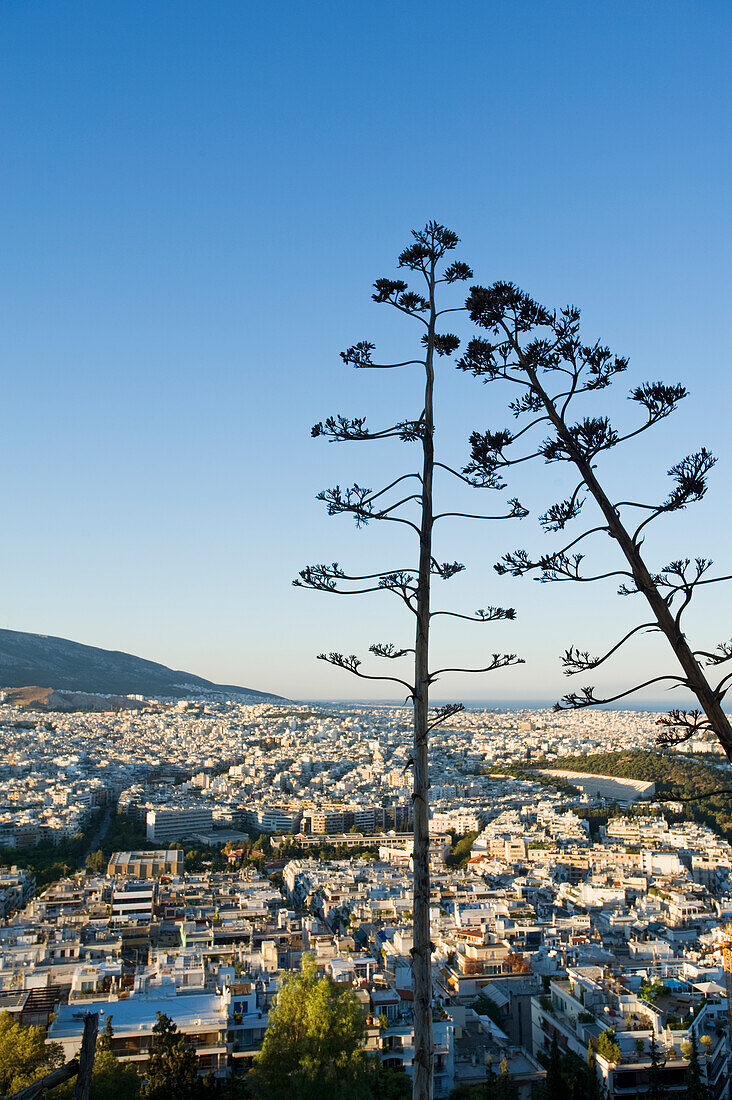 Blick auf das Stadtbild von Athen bei Sonnenaufgang mit Bäumen im Vordergrund; Athen, Griechenland