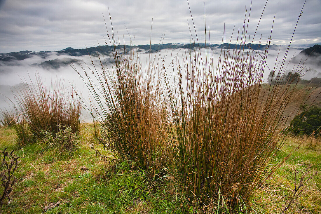 View From The Tops Of The Hills Over The Morning Fog At Blue Duck Lodge In The Whanganui National Park; Whakahoro, New Zealand