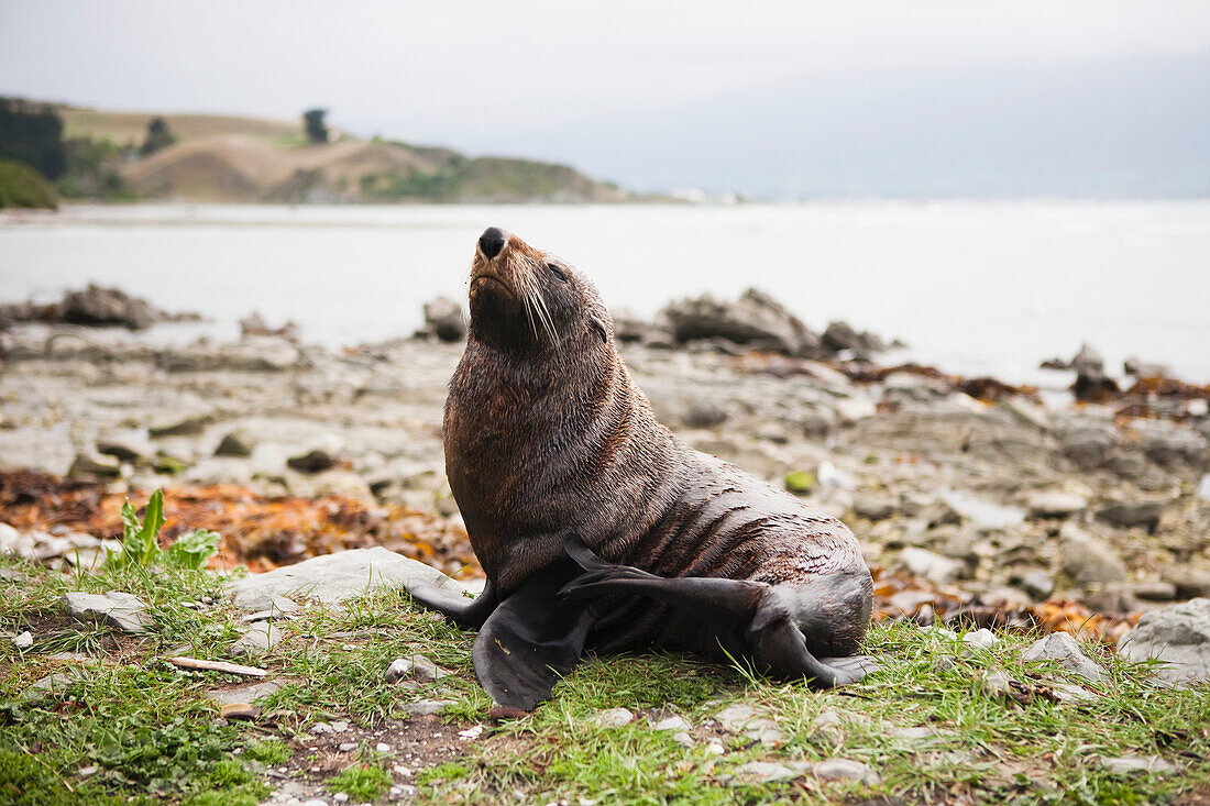 A Native New Zealand Fur Seal (Arctocephalus Forsteri); Kaikoura, New Zealand