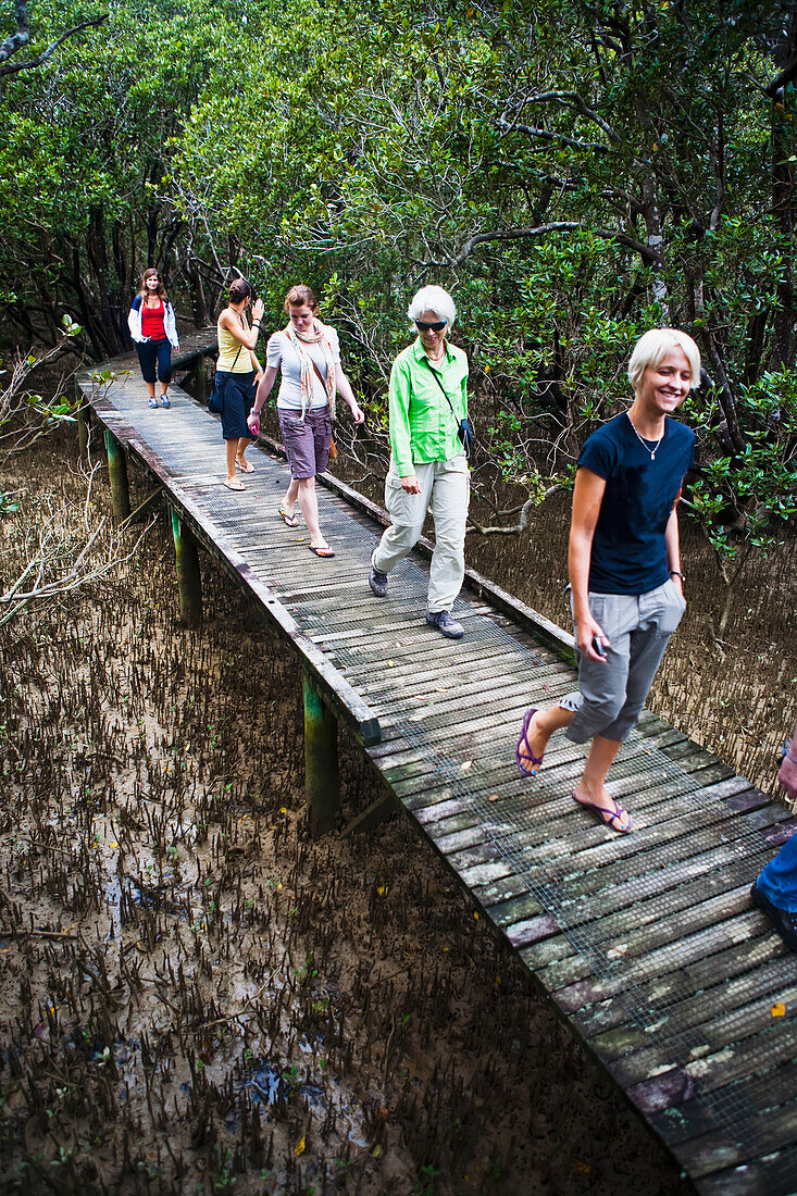 Frauen wandern auf dem spektakulären Mangrovenwald-Weg am Paihia To Opua Walking Track am Eingang zu Piahia; Neuseeland