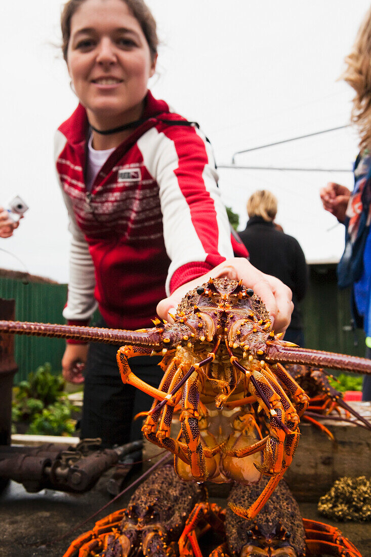 A Woman Holds A Freshly Caught Crayfish; Kaikoura, New Zealand