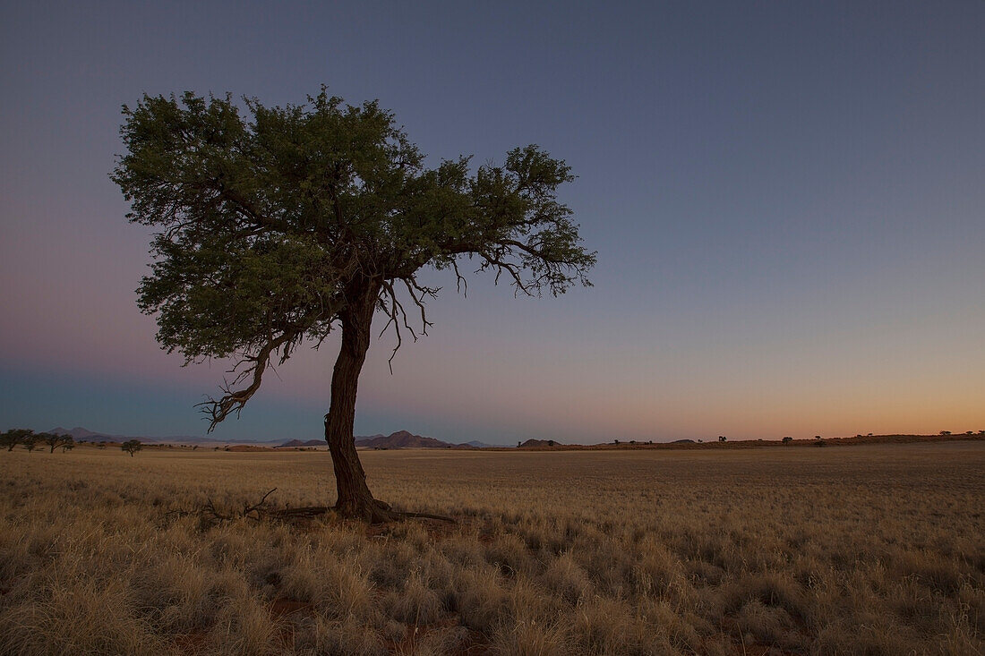 Akazienbaum in blauer Stunde; Namibia