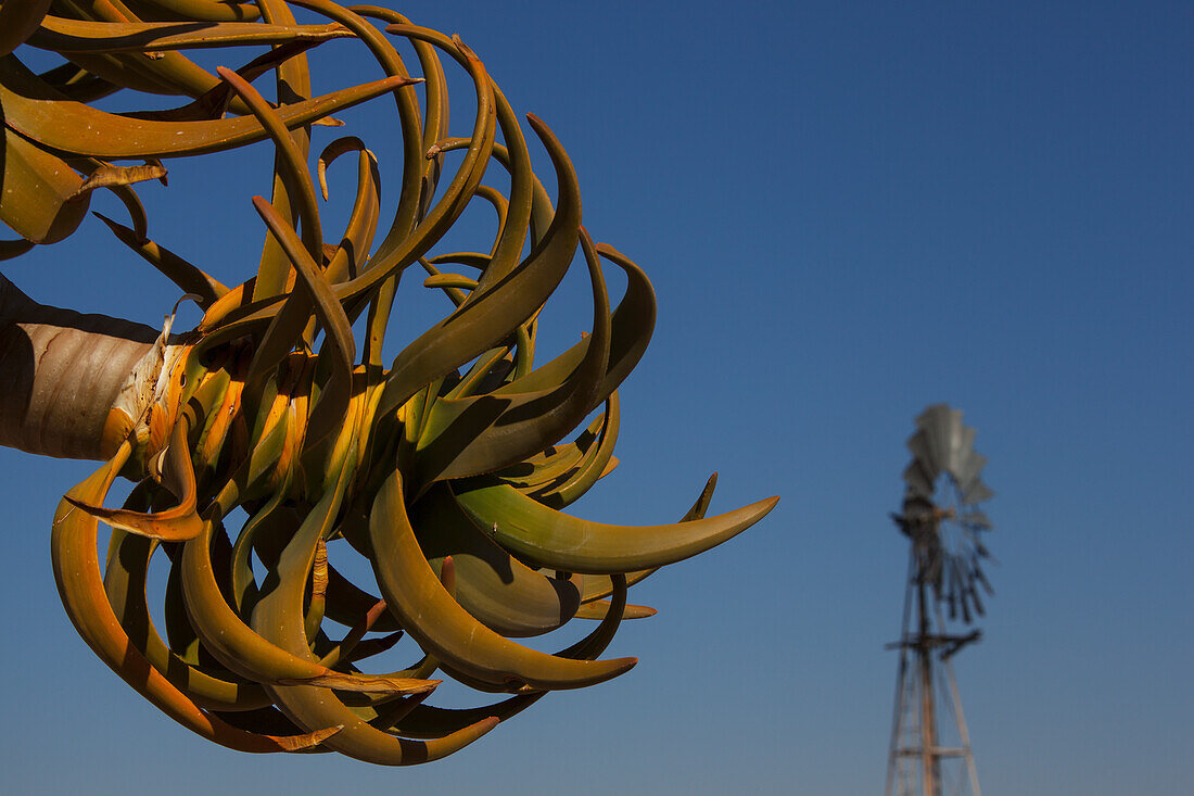 Quiver Tree (Aloe Dichotoma) And Windmill; Namibia