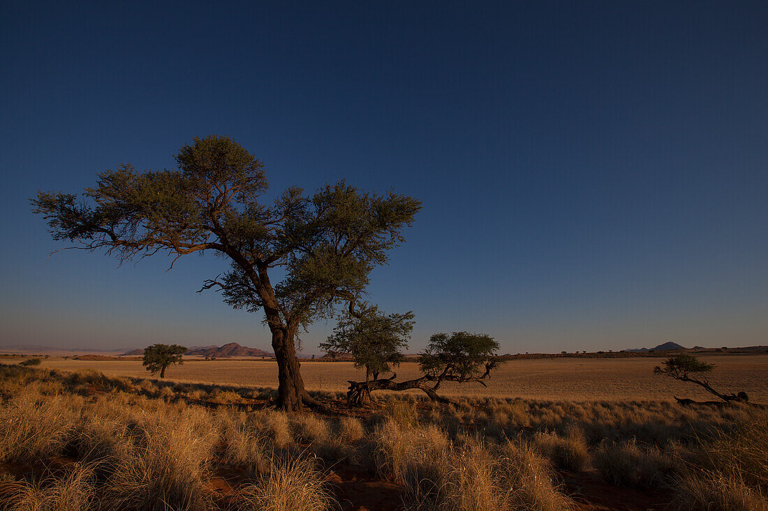 Akazienbaum und blauer Himmel; Namibia