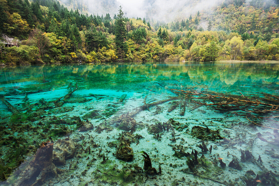 Incredible Colors Of Autumn Leaves And Water In The Lake With Dead Trees At Jiuzhaigou Valley National Park; Jiuzhaigou, Sichuan, China