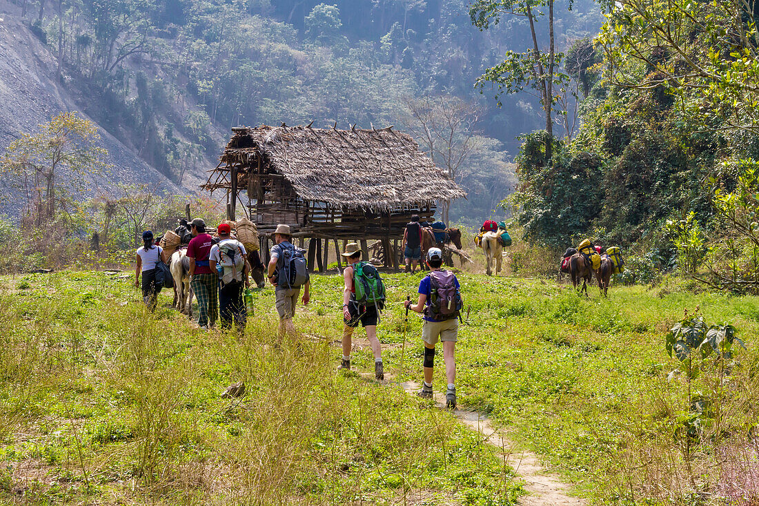 American Tourists, Village Porters And Horses Carrying Camping Gear For A Trek On A Trail Near The Village Of Shelangte; Bhutan