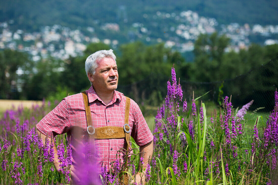 Ein Mann steht stolz in einem Feld mit blühenden lila Blumen; Locarno, Tessin, Schweiz