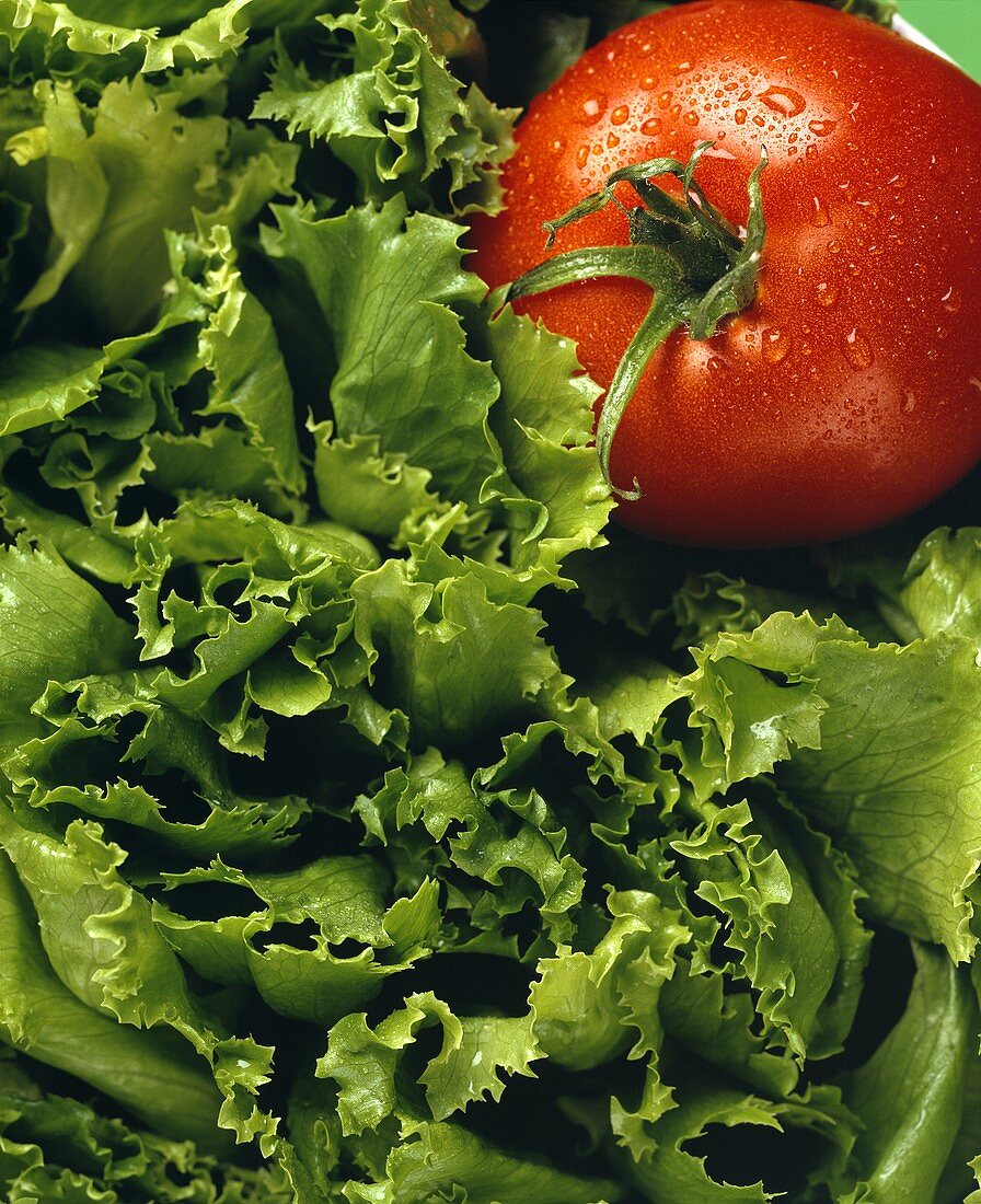 Leaf Lettuce with a Tomato