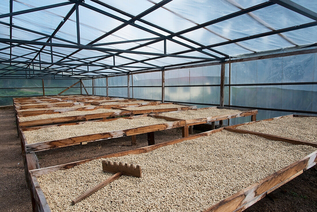 Kaffeeplantage; Copan, Honduras