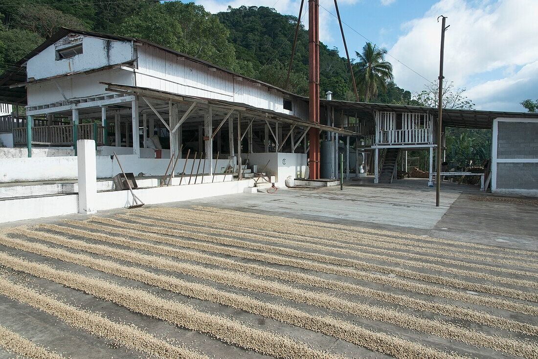 Kaffeeplantage; Zacapa, Guatemala