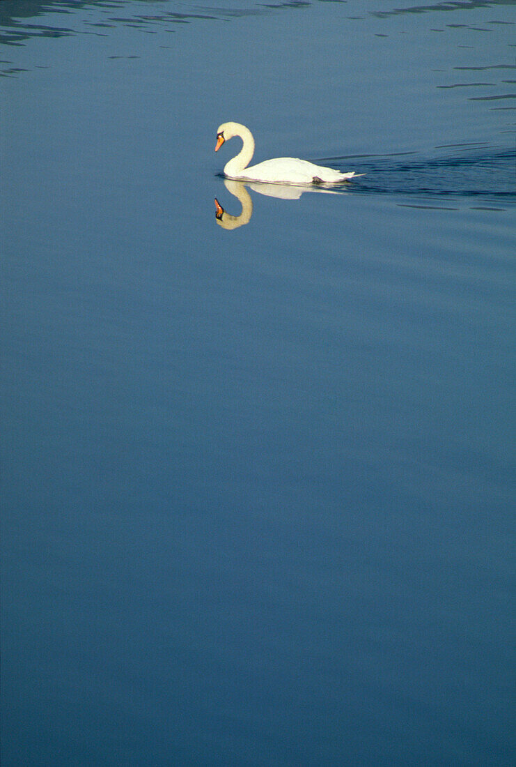 Weißer Schwan schwimmend